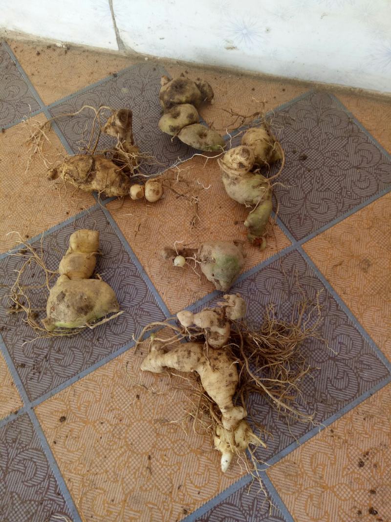 黄精，黄精鲜货，姜型多花黄精，货品有大有小，白花黄精