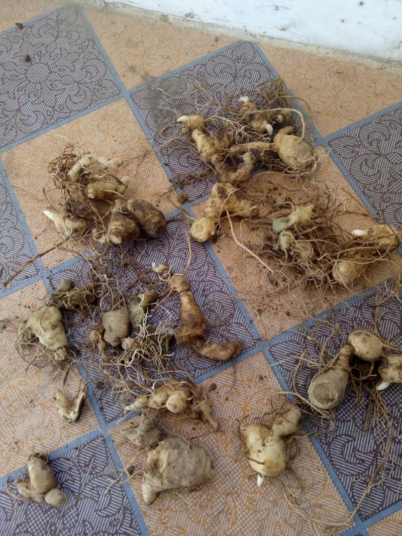 黄精，黄精鲜货，姜型多花黄精，货品有大有小，白花黄精
