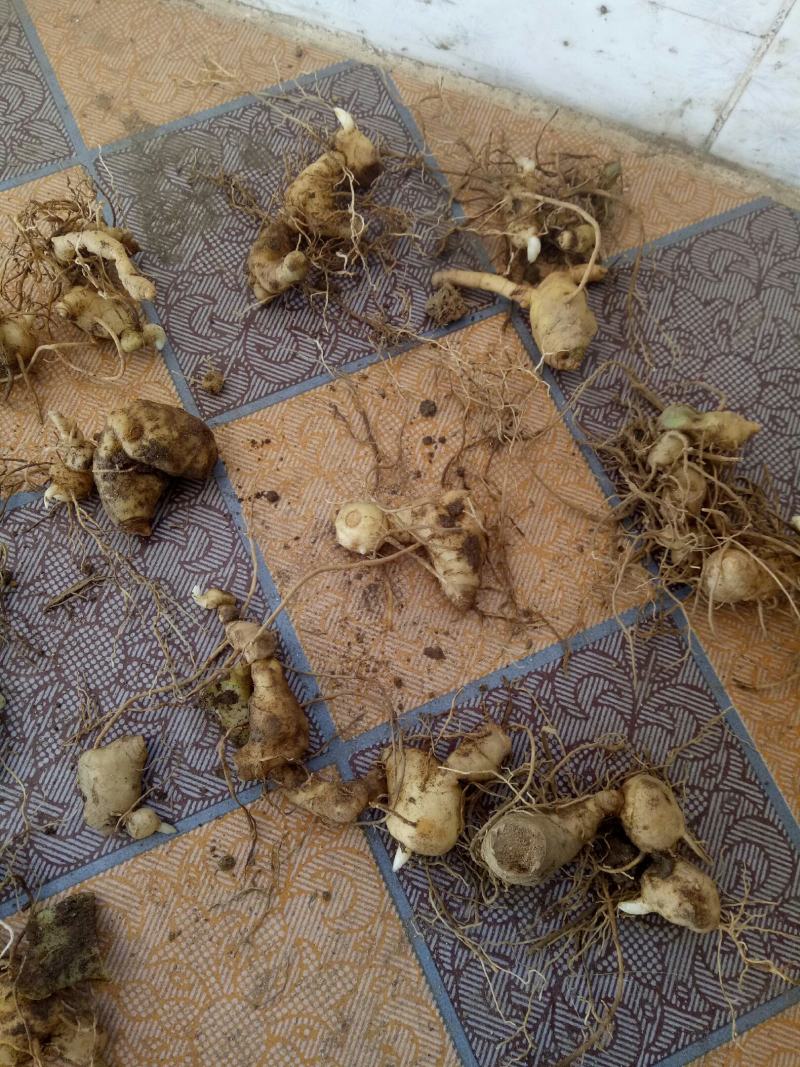 黄精，黄精鲜货，姜型多花黄精，货品有大有小，白花黄精