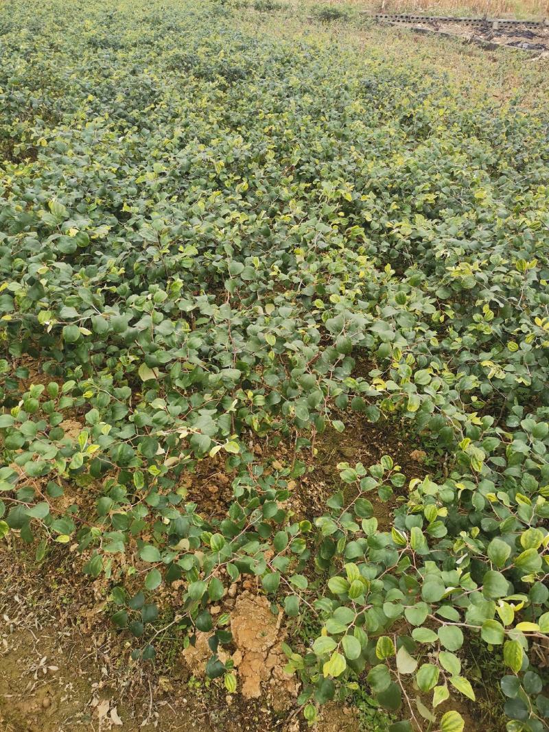 大青枣苹果枣苗，苹果枣苗当年种当年挂果。。。。。。。。