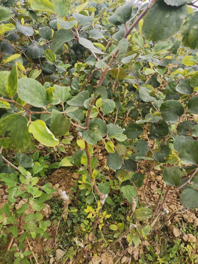大青枣苹果枣苗，苹果枣苗当年种当年挂果。。。。。。。。
