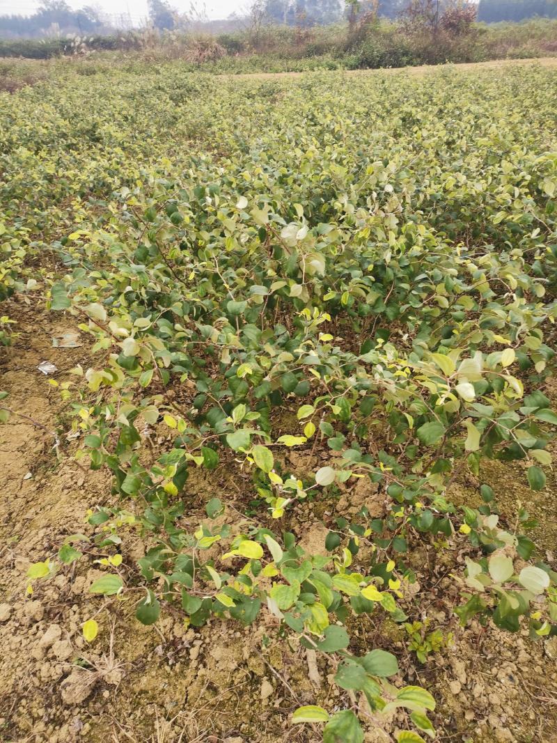 大青枣苹果枣苗，苹果枣苗当年种当年挂果。。。。。。。。