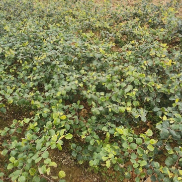 大青枣苹果枣苗，苹果枣苗当年种当年挂果。。。。。。。。
