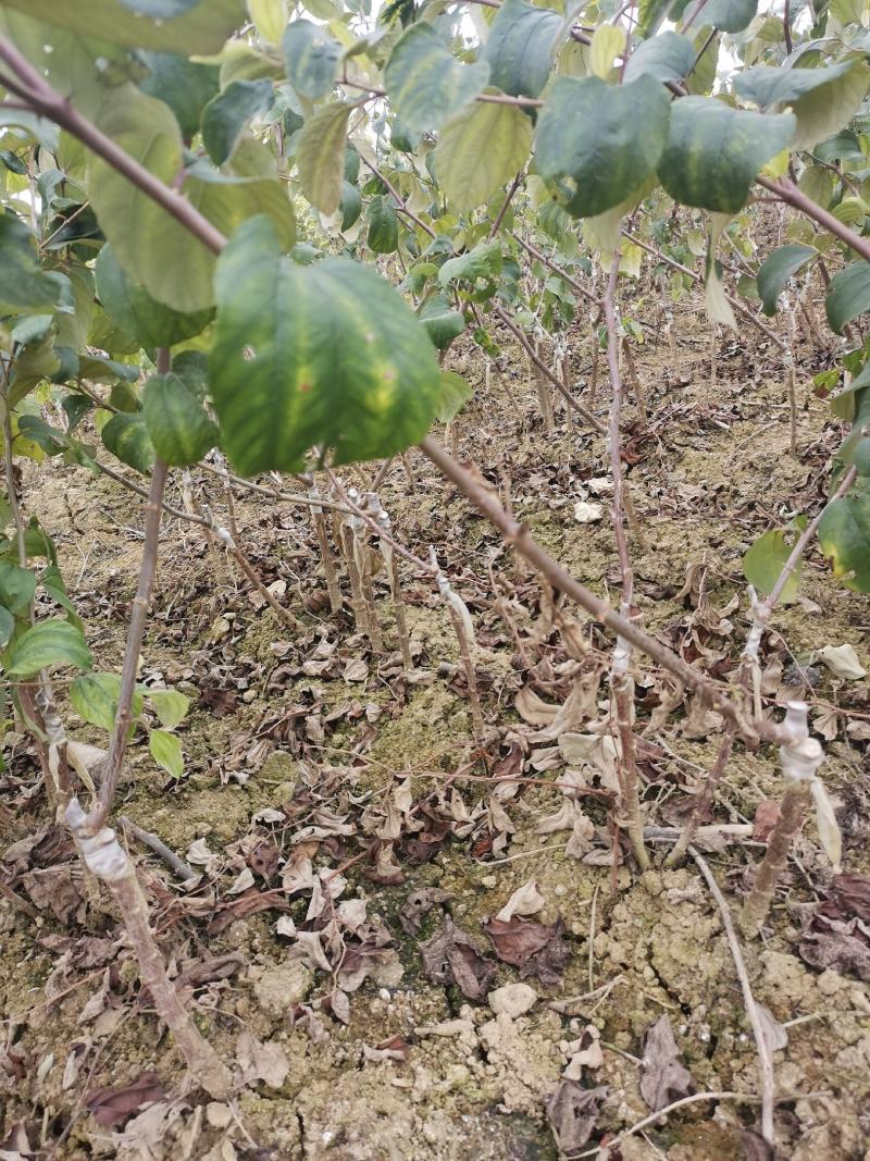 大青枣苹果枣苗，苹果枣苗当年种当年挂果。。。。。。。。