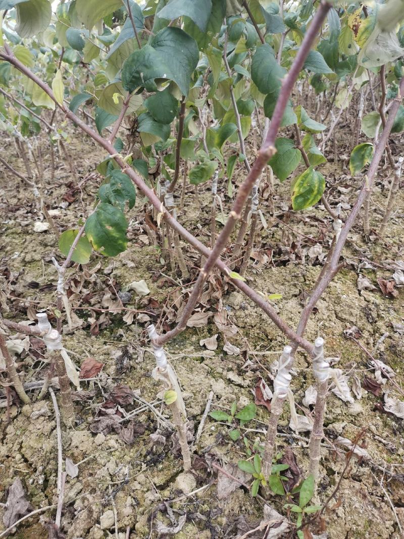 大青枣苹果枣苗，苹果枣苗当年种当年挂果。。。。。。。。