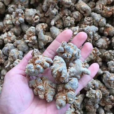 三七，田七，免费打粉，压片