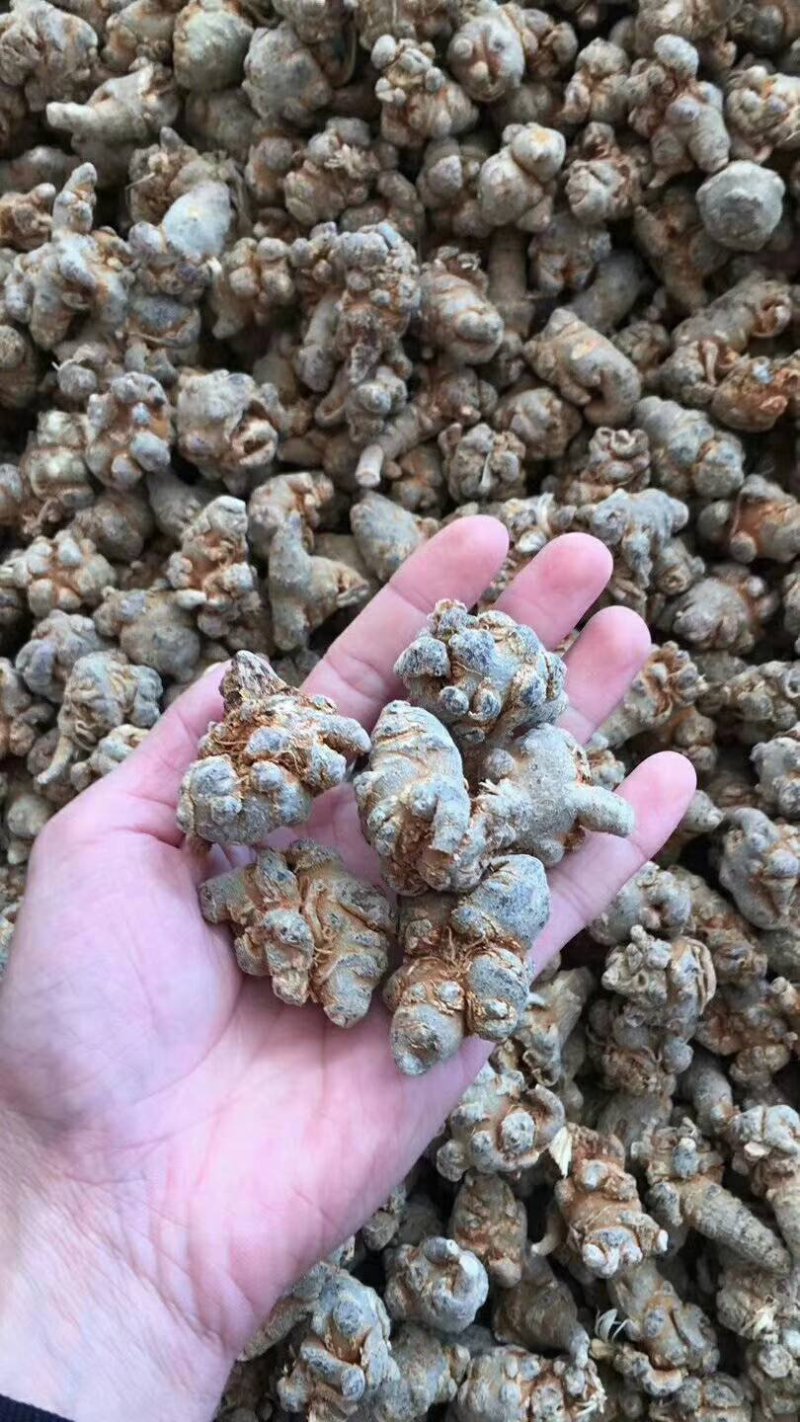 三七，田七，免费打粉，压片