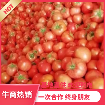 【供应电商批发市场商超】山东硬粉西红柿诚信代办