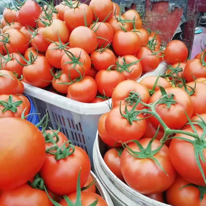 【供应电商批发市场商超】山东硬粉西红柿诚信代办