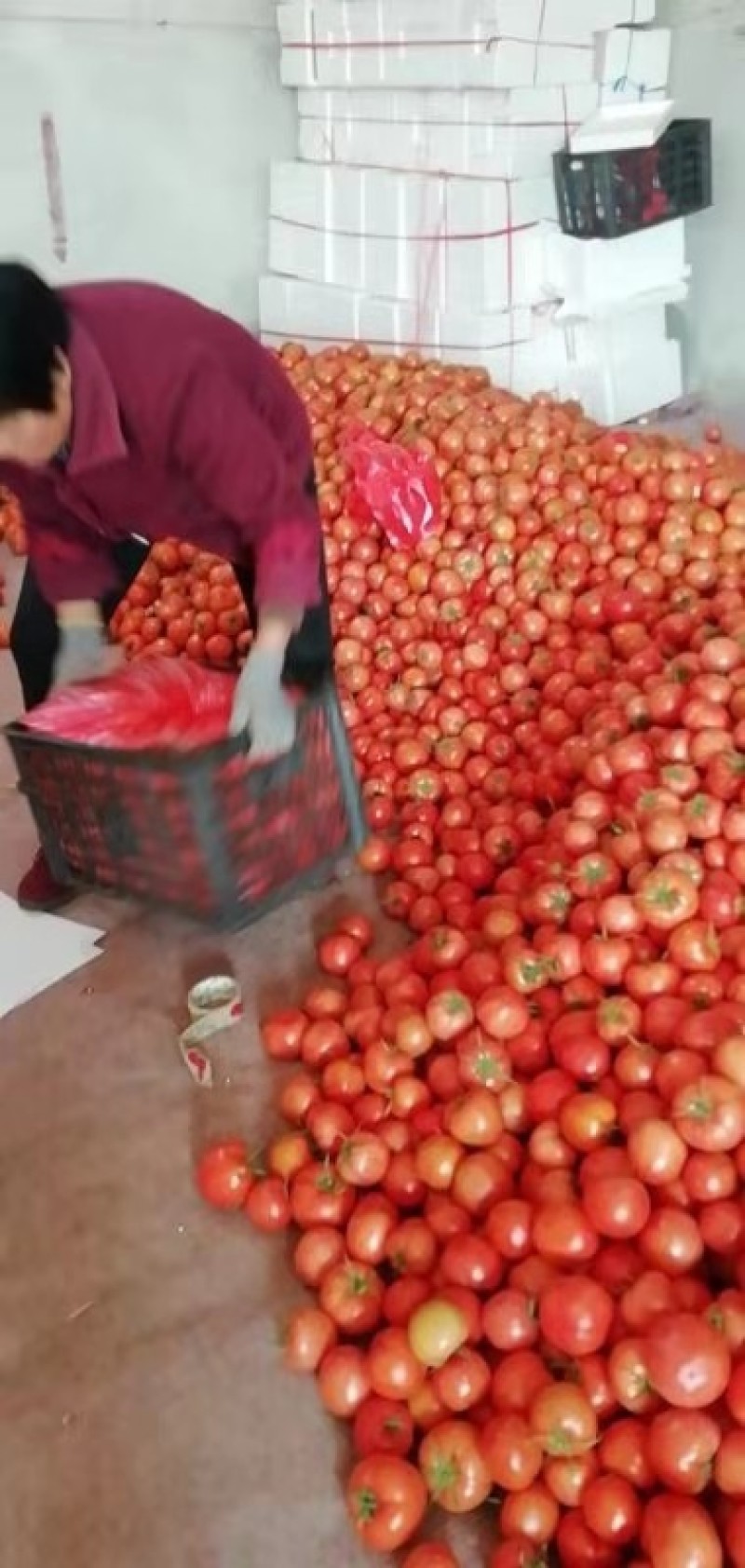 【供应电商批发市场商超】山东硬粉西红柿诚信代办