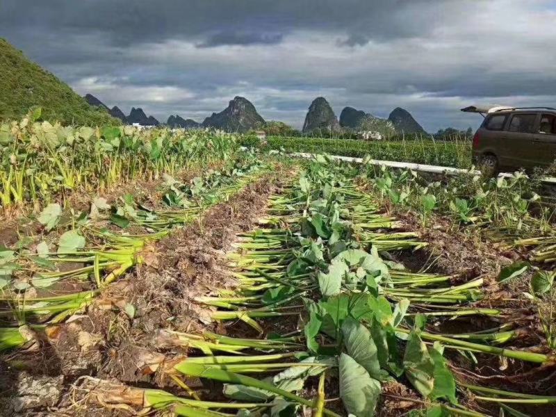 自产自销，荔浦槟榔芋头香芋，正宗有保障