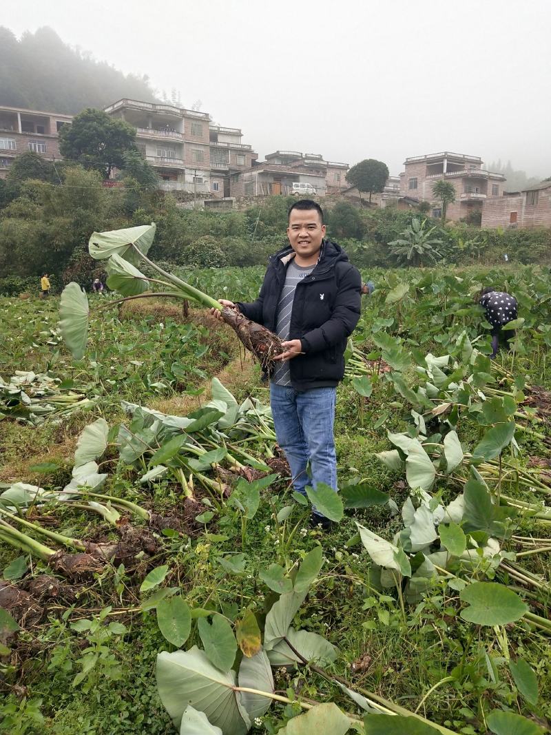 自产自销，荔浦槟榔芋头香芋，正宗有保障