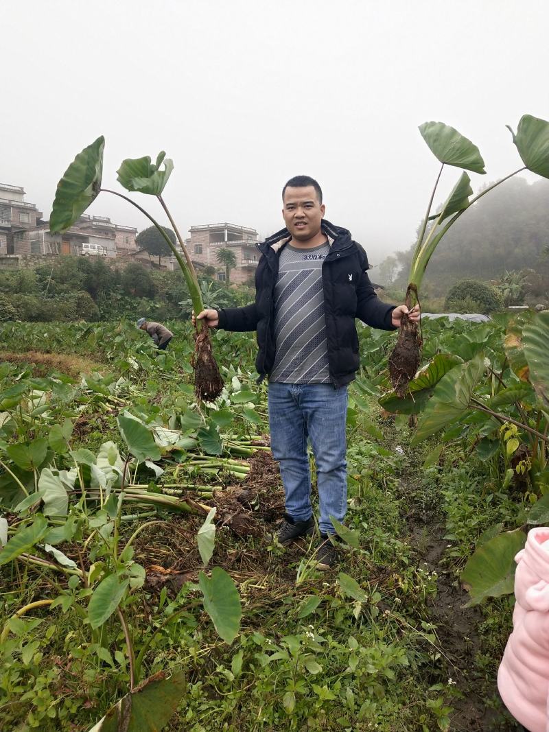自产自销，荔浦槟榔芋头香芋，正宗有保障