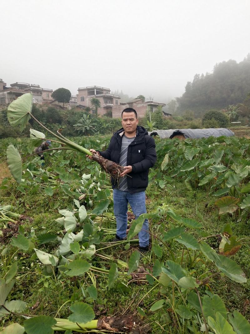 自产自销，荔浦槟榔芋头香芋，正宗有保障
