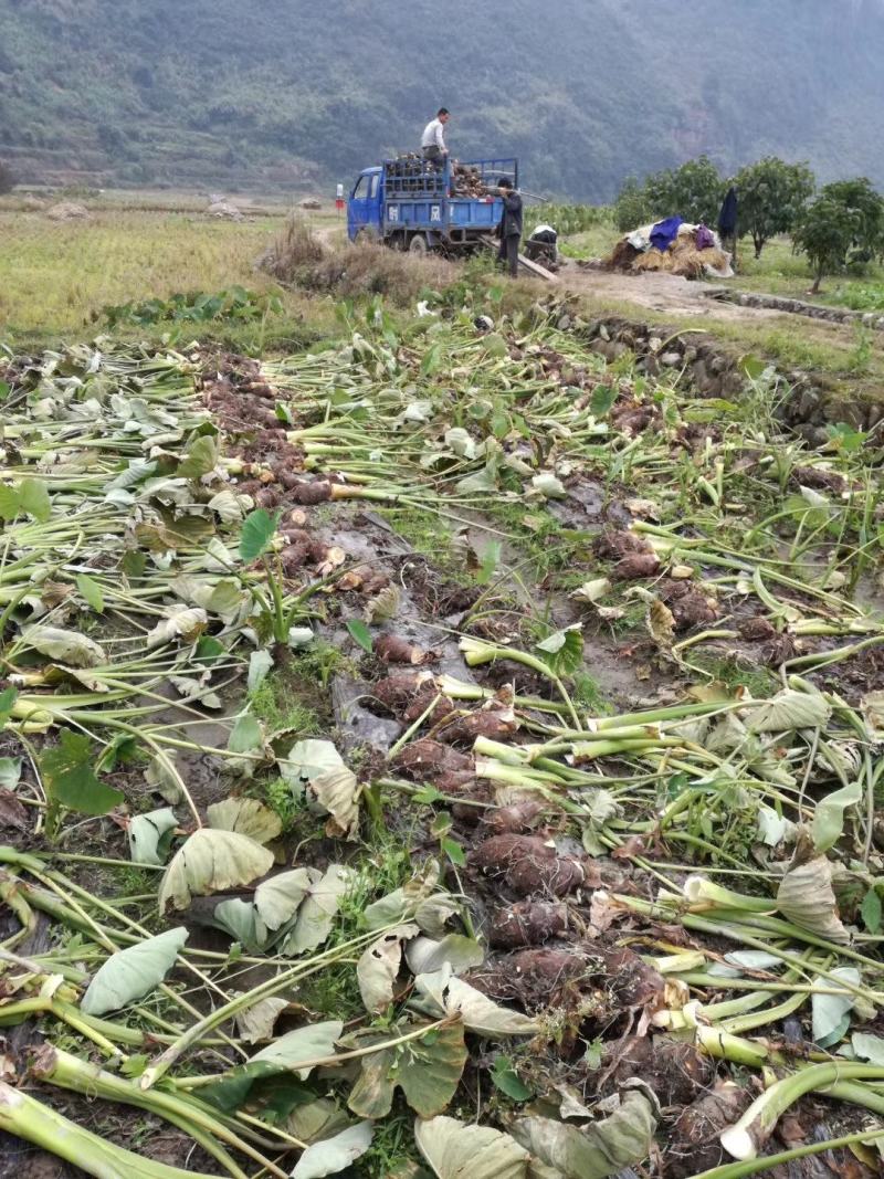 自产自销，荔浦槟榔芋头香芋，正宗有保障