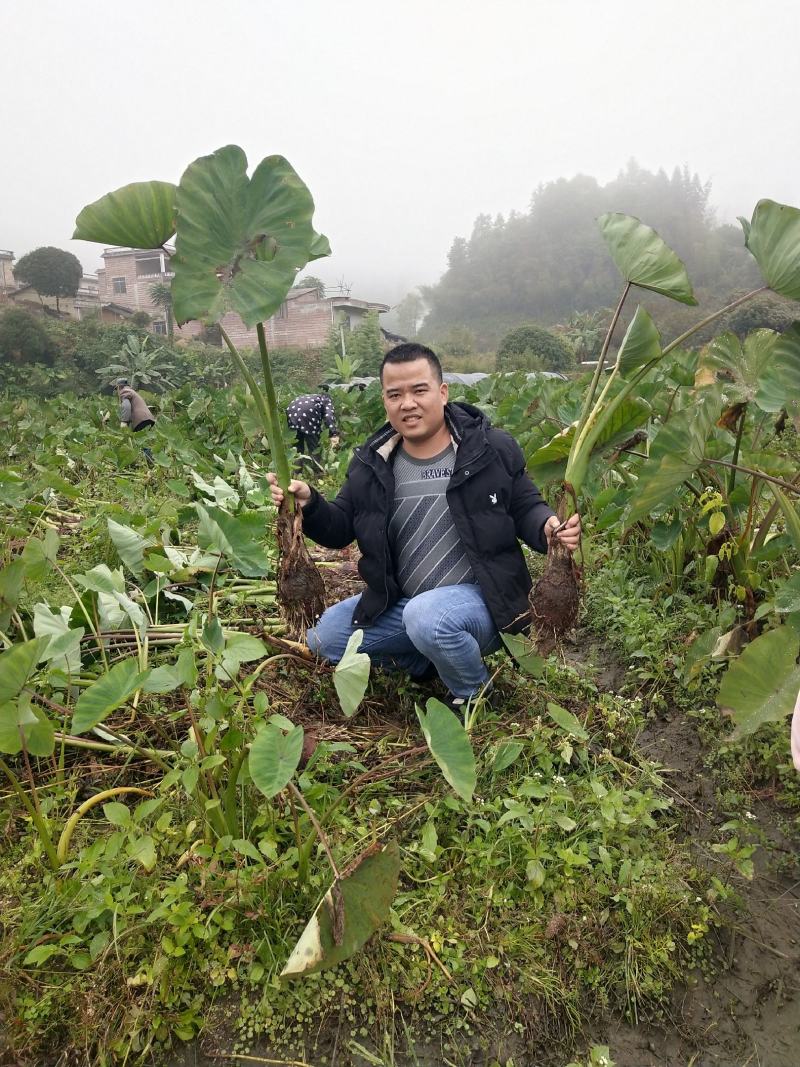 自产自销，荔浦槟榔芋头香芋，正宗有保障