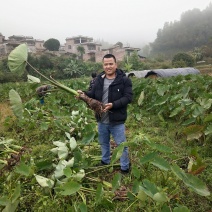 自产自销，荔浦槟榔芋头香芋，正宗有保障