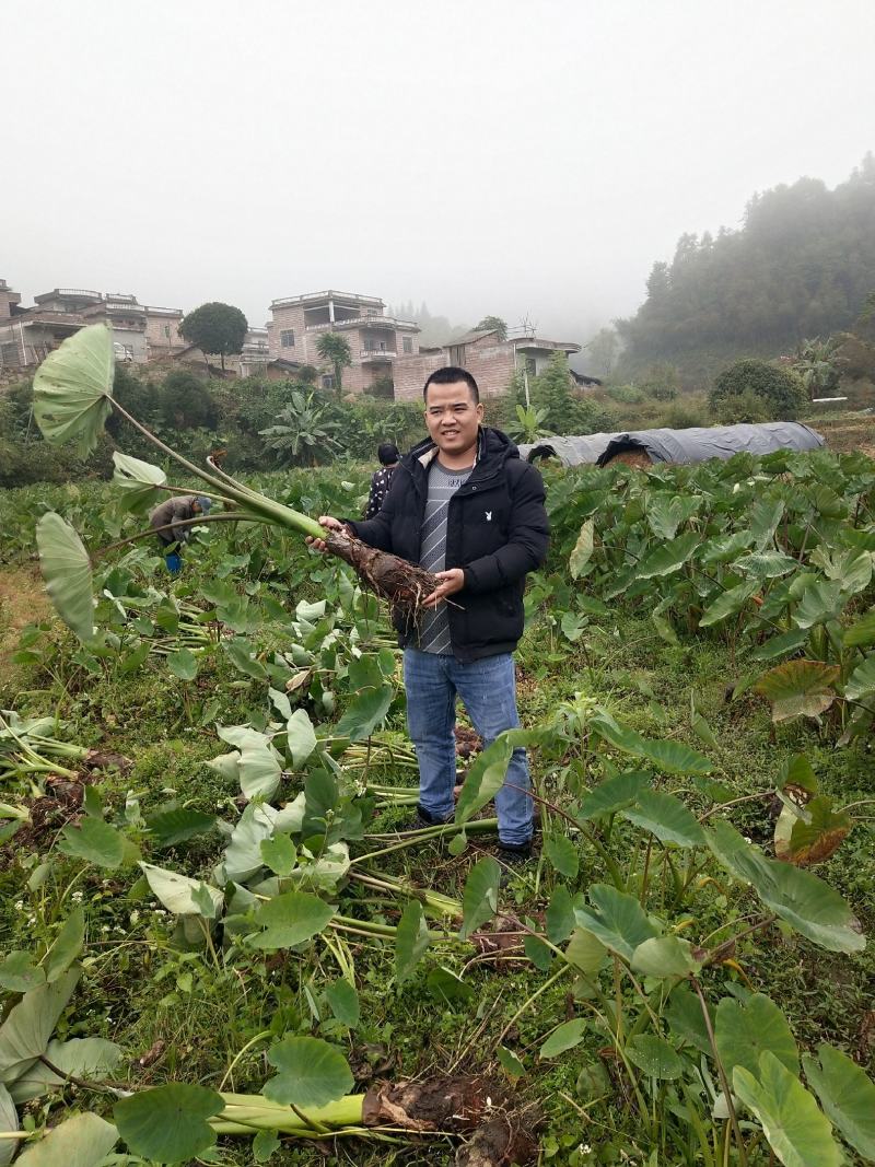 自产自销，荔浦槟榔芋头香芋，正宗有保障