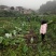 自产自销，荔浦槟榔芋头香芋，正宗有保障