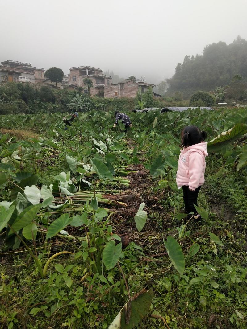自产自销，荔浦槟榔芋头香芋，正宗有保障