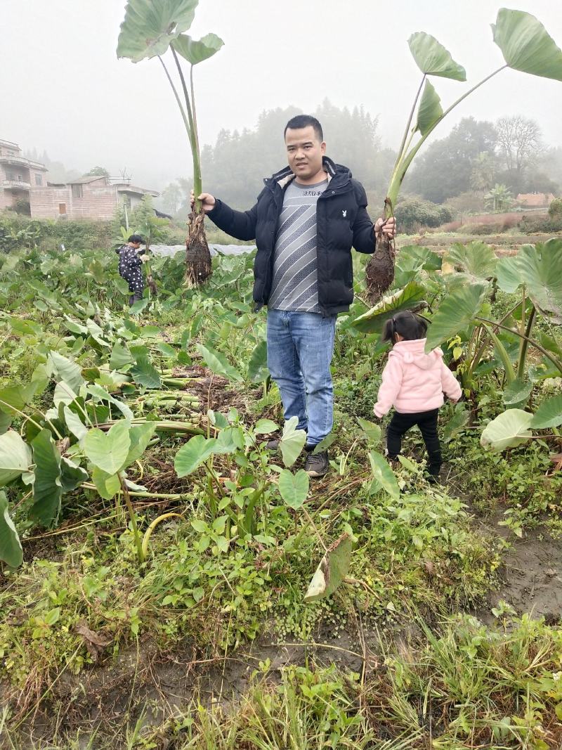 自产自销，荔浦槟榔芋头香芋，正宗有保障