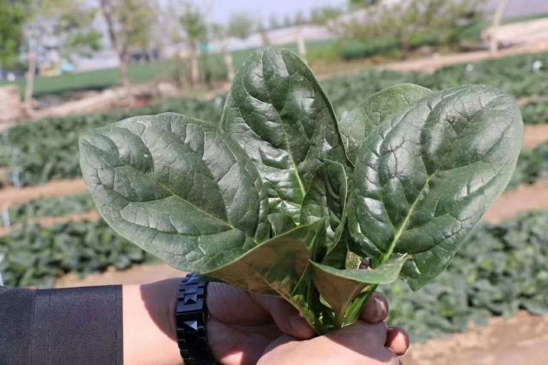 菠菜种子大黑圆叶耐寒菠菜种子抗病性强