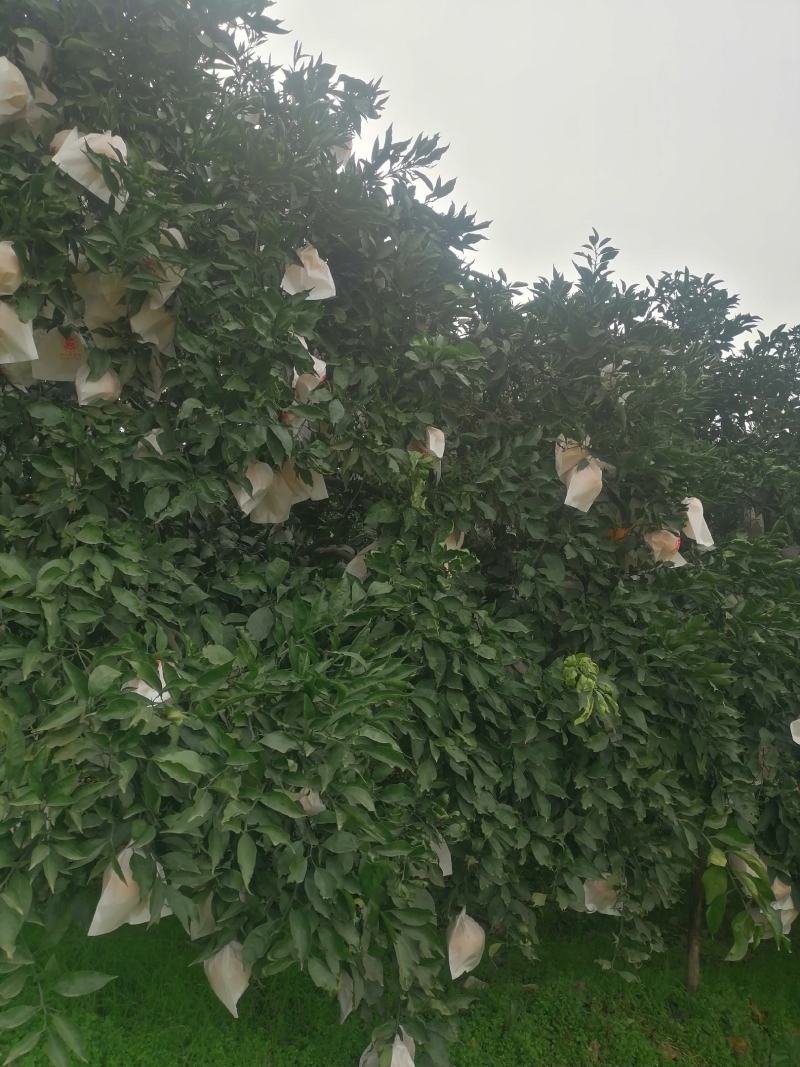 本地不知火，丑柑，以上市了，全好果，忘各位老板前来收购。