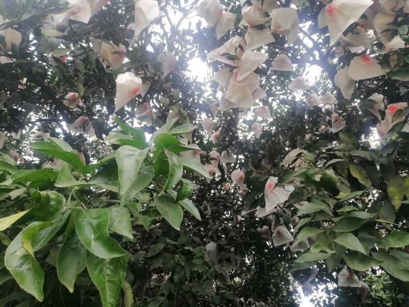 本地不知火，丑柑，以上市了，全好果，忘各位老板前来收购。