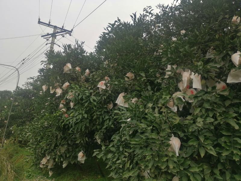 本地不知火，丑柑，以上市了，全好果，忘各位老板前来收购。