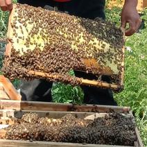中华蜜蜂（土蜂）你要蜂我们技术服务，产蜜量高能维持大群。