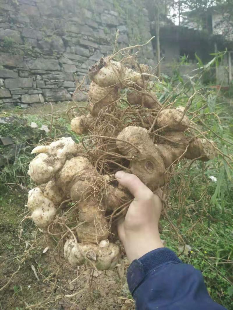 黄精野生黄精秦岭甜黄精多花不到苗黄精