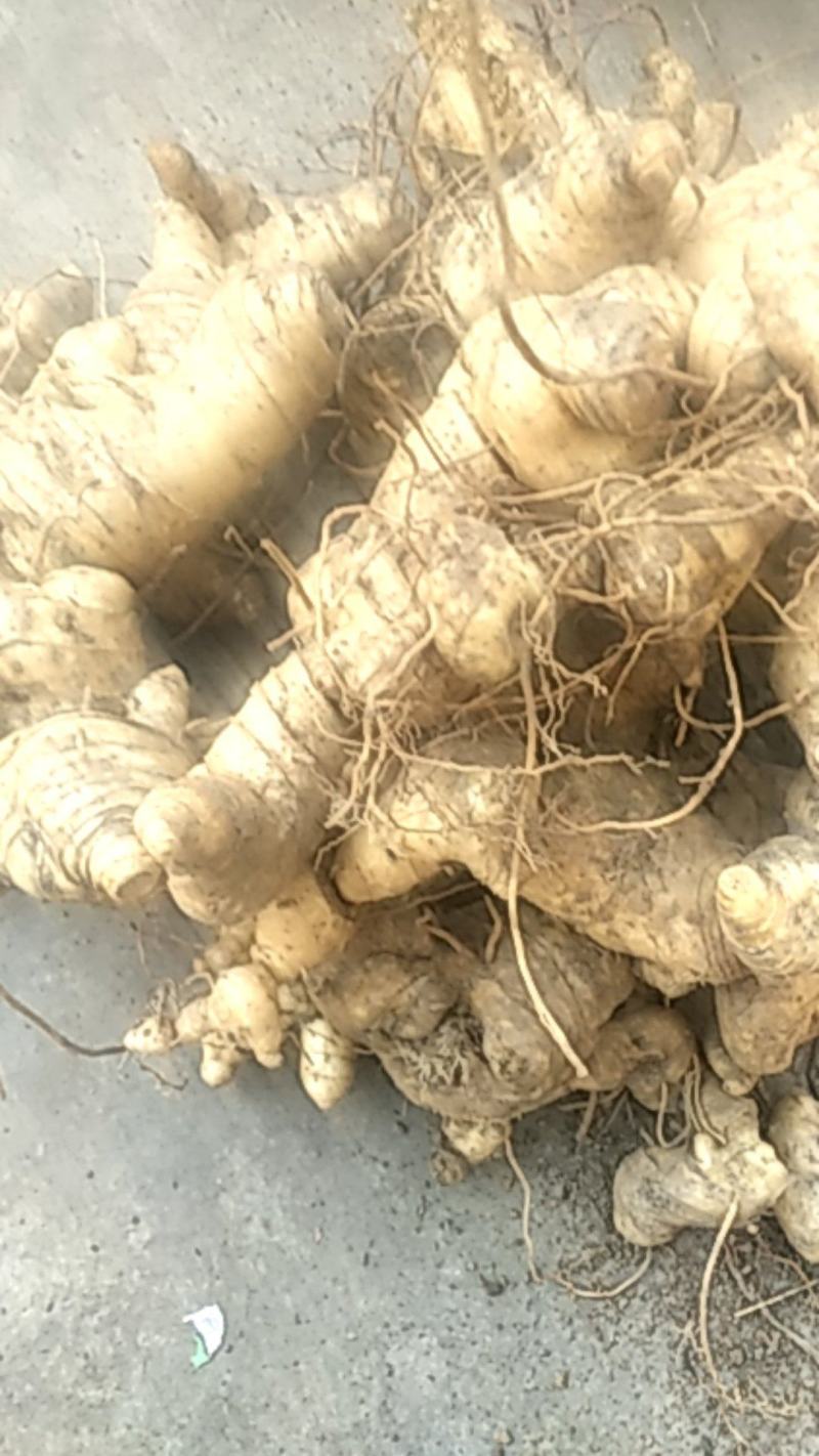 黄精野生黄精秦岭甜黄精多花不到苗黄精