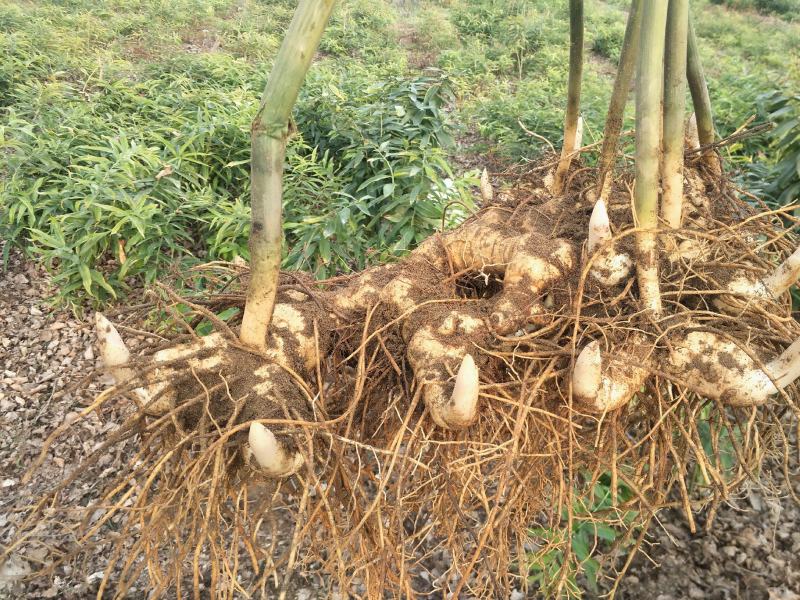 黄精野生黄精秦岭甜黄精多花不到苗黄精