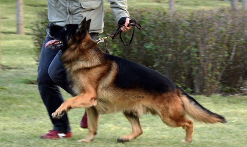 纯种赛级德国牧羊犬狼狗警犬幼崽锤系黑背犬弓背德牧