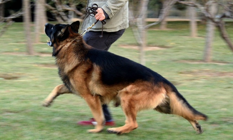 纯种赛级德国牧羊犬狼狗警犬幼崽锤系黑背犬弓背德牧