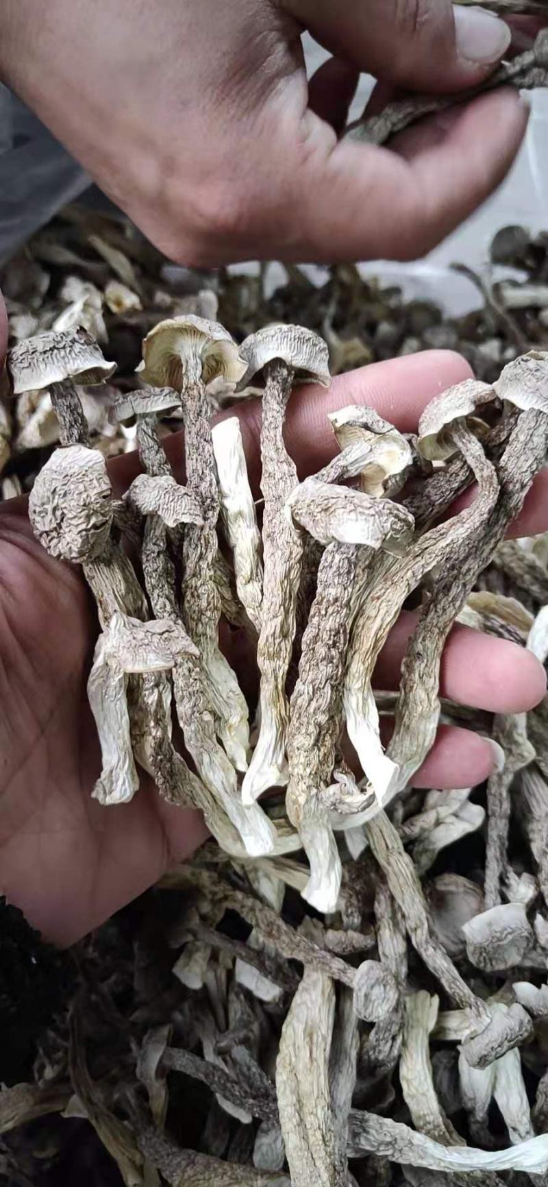 新烤鹿茸菇鹿茸菌食用菌干货酒店食材厂家直销量多从优