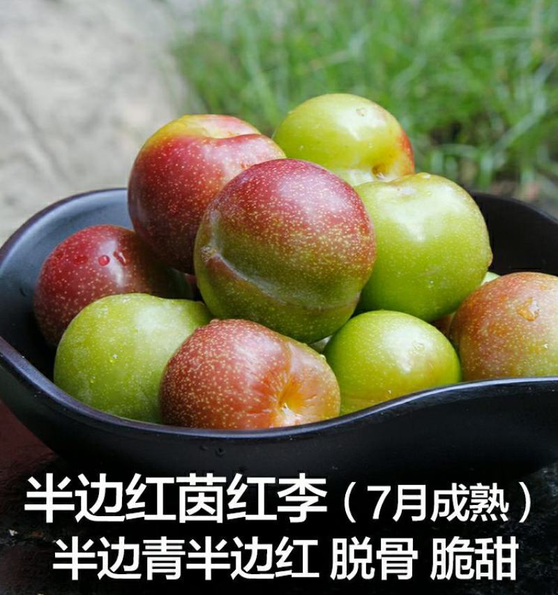 五月脆李子苗，早晚熟蜂糖李青脆李脆红李半边红