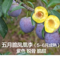 五月脆李子苗，早晚熟蜂糖李青脆李脆红李半边红