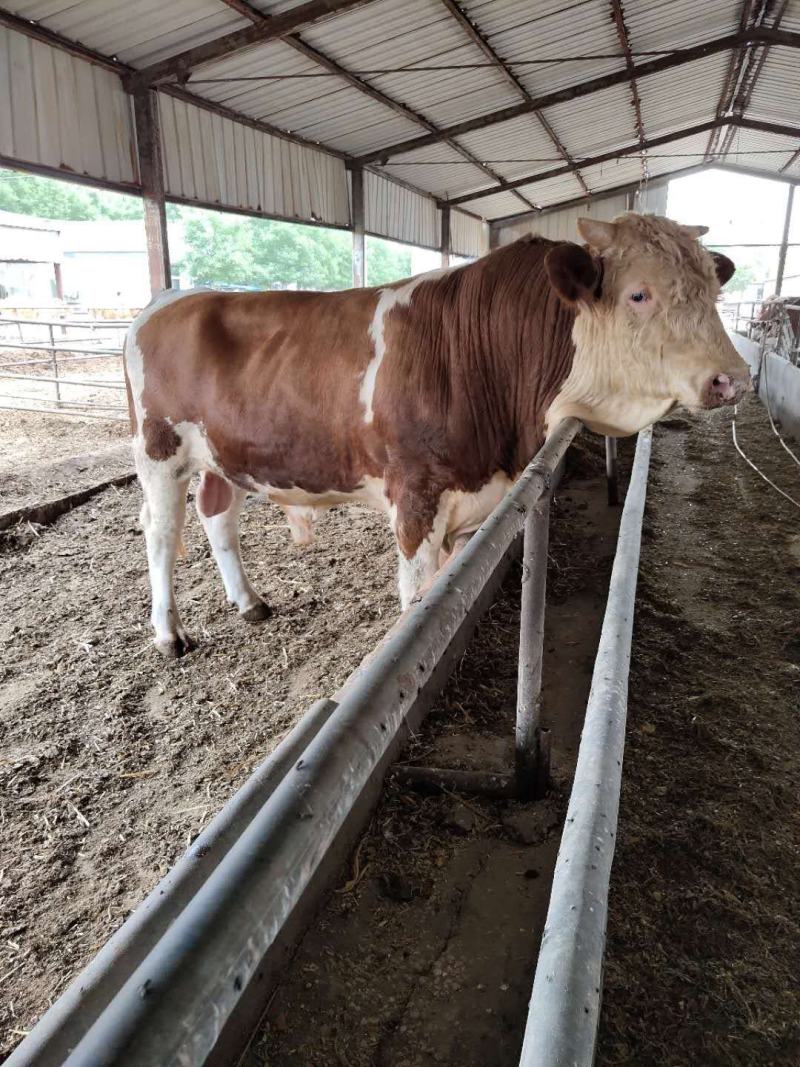 肉牛犊西门塔尔牛犊包技术包回收免费运输货到付款