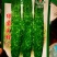 绿苦瓜种子果长40左右果肉厚硬度强耐储运100粒