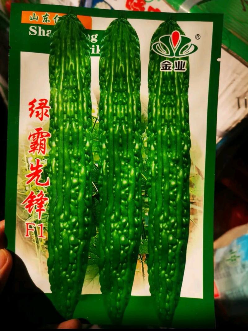 绿苦瓜种子果长40左右果肉厚硬度强耐储运100粒