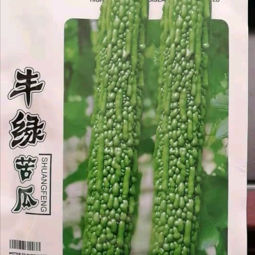 绿苦瓜种子果长40左右果肉厚硬度强耐储运100粒