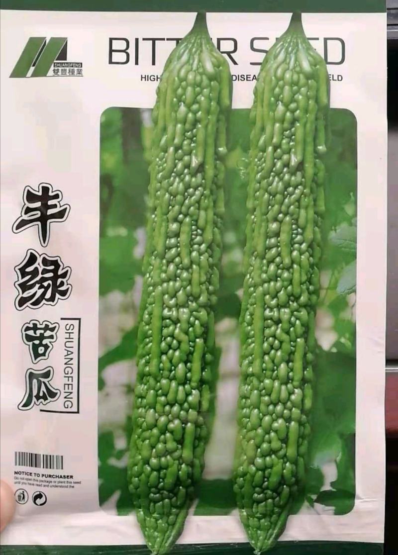 绿苦瓜种子果长40左右果肉厚硬度强耐储运100粒