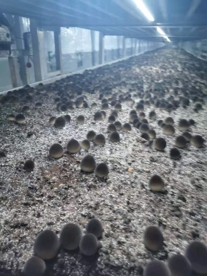 食用菌新鲜草菇常年供应