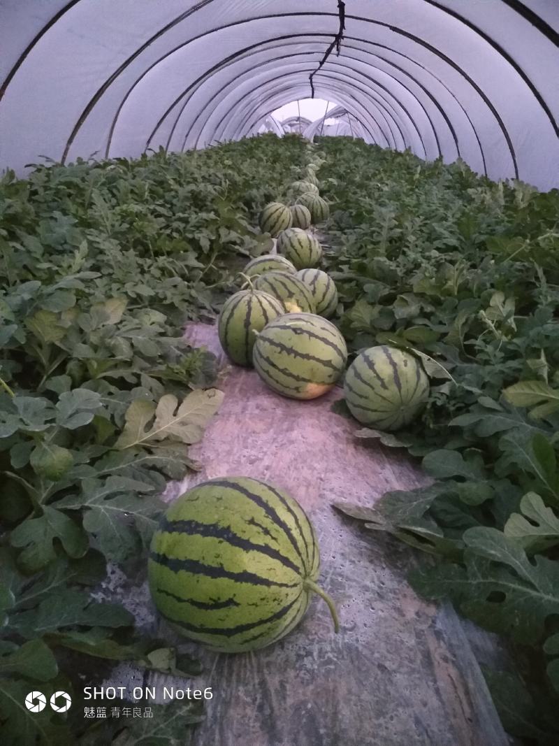 精品大棚麒麟西瓜，大掉价，便宜，现摘现发，无中间商赚差价