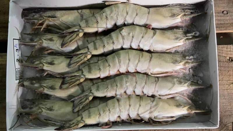 生冻黑虎虾金规格，550克/盒，一件10盒，上海现货