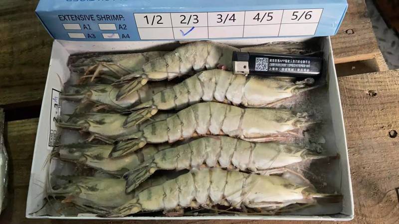 生冻黑虎虾金规格，550克/盒，一件10盒，上海现货