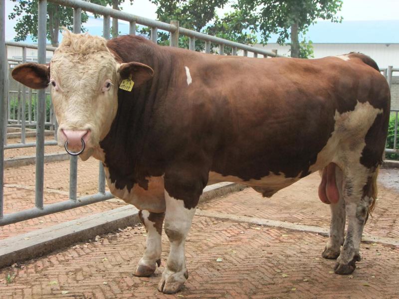 肉牛犊西门塔尔牛犊包技术包回收免费运输货到付款