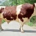 肉牛犊西门塔尔牛犊包技术包回收免费运输货到付款