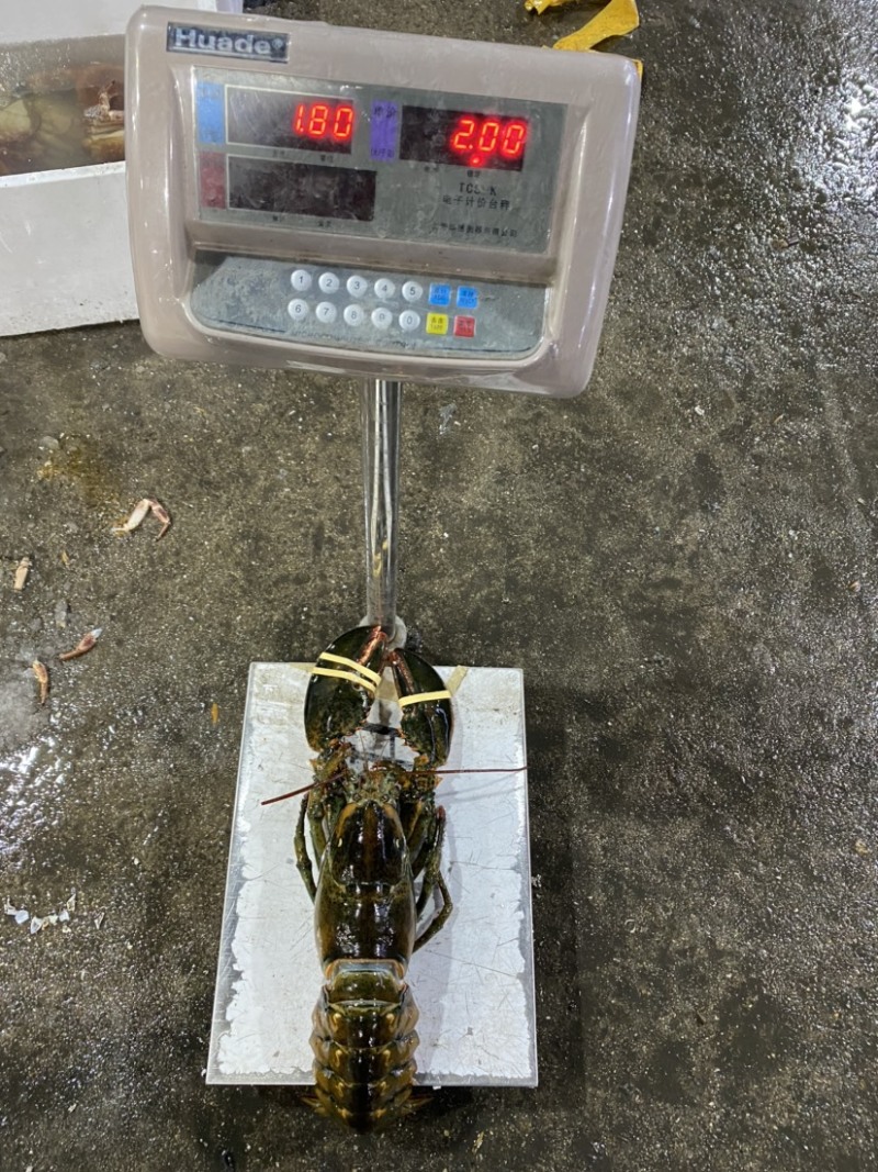 冻大波龙0.7斤/8斤一只品质保证全国各地可发货